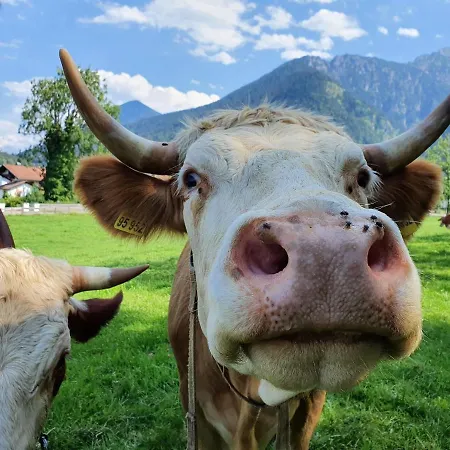 Feriendorf Hochbergle Haus 99 * ليتشبروك